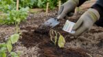 Ils n’en peuvent plus de le répéter : ce réflexe avec le marc de café abîme votre jardin, le test choc des maraîchers