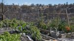Incendies de l’été : si votre jardin est près d’une zone brûlée, voici ce qu’il ne faut surtout plus manger