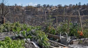 Incendies de l'été : si votre jardin est près d'une zone brûlée, voici ce qu'il ne faut surtout plus manger