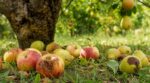 Jardin : ces fruits tombés au sol que vous laissez pourrir attirent guêpes et frelons, voici le geste à adopter