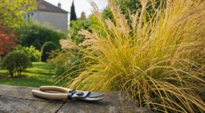 Jardin : cette erreur avec vos graminées en septembre, que les paysagistes ne font jamais, coûte cher au printemps