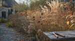 Jardin : cette erreur d’automne avec vos vivaces sèches que les Anglais ont stoppée plombe encore les massifs français