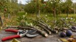 Jardin : cette erreur de taille que tous font en septembre peut ruiner vos fruitiers pour plusieurs années