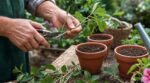 Jardin : cette technique de bouturage d’été méconnue stoppe les boutures ratées et multiplie vos plantes sans effort