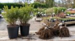 Jardin : cette technique discrète des pépiniéristes pour payer vos arbustes 4 € au lieu de 30, sans le savoir