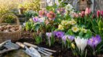 Jardin fleuri dès février : ces 4 fleurs que les anciens plantaient fin septembre, et que les voisins ignorent encore
