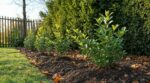 Jardin : les anciens ne plantaient jamais leurs arbustes au printemps, cette fenêtre cachée les sauve de la canicule
