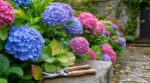 Jardinage : ces hortensias à ne surtout pas tailler en septembre si vous ne voulez pas sacrifier la floraison
