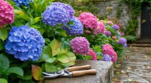 Jardinage : ces hortensias à ne surtout pas tailler en septembre si vous ne voulez pas sacrifier la floraison