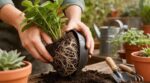 Jardinage : cette erreur en dépottant vos plantes arrache les racines, les pépiniéristes font ce geste à la place