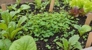 Jardiniers : ce faux trèfle que vous laissez pousser peut étouffer vos cultures, voici comment l&rsquo;arrêter