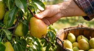 Jardiniers : ce geste à la cueillette de vos poires les creuse de l’intérieur et gâche toute la récolte