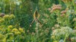 Jardins : cette araignée jaune et noire qui envahit vos massifs en ce moment, faut-il la tuer ou la laisser ?