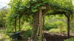 Kiwi qui ne fleurit pas : âge du plant, emplacement, taille… cette erreur peut vous coûter 10 ans
