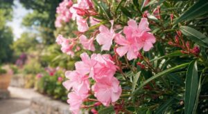 Laurier-rose : ce minuscule détail à ne surtout pas couper en septembre si vous voulez des fleurs jusqu&rsquo;à l&rsquo;hiver