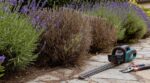 Lavande : cette taille de mi-septembre que tout le monde fait encore vous oblige à tout racheter au printemps