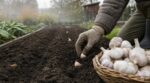 Les anciens ne plantaient jamais l’ail au printemps : ce mois précis évitait les récoltes d’ail minuscules