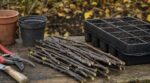 Les pépiniéristes ne brûlent jamais ces tailles de cassis de novembre : cette erreur vous coûte 15 plants