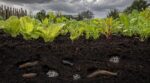 Limaces au potager : ce qui se cache sous la terre en septembre et que vous devez éliminer avant les pluies d’automne