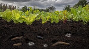 Limaces au potager : ce qui se cache sous la terre en septembre et que vous devez éliminer avant les pluies d’automne