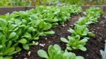 Mâche au potager : cette erreur de septembre que tout le monde fait la condamne à pourrir en octobre