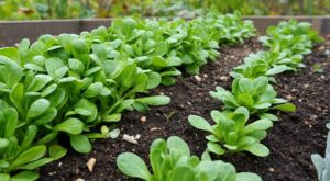 Mâche au potager : cette erreur de septembre que tout le monde fait la condamne à pourrir en octobre