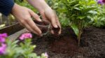 Marc de café au jardin : ces plantes adorent ce geste, les autres dépérissent en silence si vous continuez
