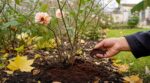 Marc de café au pied des rosiers : voici la vraie raison de ce geste d’hiver… et le piège à éviter