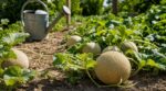 Melons fades : ne faites plus cette erreur d&rsquo;arrosage que tout le monde commet juste avant la récolte