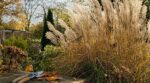 Miscanthus : cette taille que beaucoup font trop tôt sans le savoir affaiblit la touffe et prive votre jardin de vie