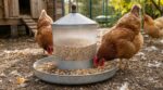 Mue de septembre : si vos poules perdent toutes leurs plumes, c’est que vous faites cette erreur dans leur alimentation