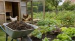 Ne jetez plus ce déchet du poulailler : mal utilisé il tue vos plantes, bien géré il vaut 300 € d’engrais par an