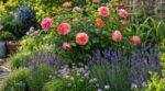 Ne plantez plus votre rosier seul : les anciens glissaient toujours ce duo de plantes au pied contre les maladies