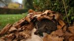 Ne touchez plus à ce tas de feuilles : sous 10 °C, ce petit animal protégé vient y dormir jusqu’au printemps