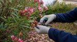 Nuits fraîches de septembre : ce geste de taille évite la grosse erreur et garde le laurier-rose fleuri jusqu’en octobre
