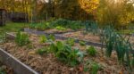 Paillage du potager : cette erreur de fin de l’été abîme votre sol, adoptez plutôt ce geste avant l’automne