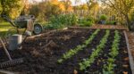 Parcelle de tomates vide en septembre : ces semis d’automne à faire tout de suite pour un potager explosif au printemps