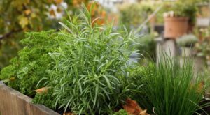 Persil, ciboulette : en septembre, ne faites plus l’erreur, cette aromatique vivace coupe-faim se plante à la place