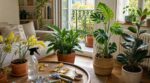 plantes-dinterieur-cette-erreur-au-moment-de-les-rentrer-apres-lete-provoque-parasites-et-chute-de