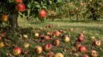 Pommes au sol : ce que ces fruits tombés infligent vraiment à votre pommier en 48 h, selon les arboriculteurs