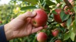 Pommes du jardin : ce geste tout simple des arboriculteurs pour les cueillir mûres sans ruiner vos récoltes