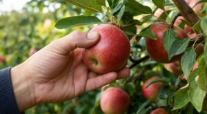 Pommes du jardin : ce geste tout simple des arboriculteurs pour les cueillir mûres sans ruiner vos récoltes