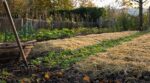 Potager : ce geste que les maraîchers font après la récolte vous évite un mois de bêchage au printemps