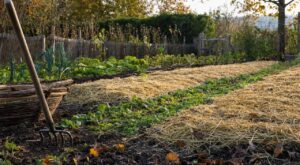 Potager : ce geste que les maraîchers font après la récolte vous évite un mois de bêchage au printemps