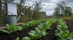 Potager : ce légume d’hiver que les anciens semaient avant les pluies, attendez 10 jours et c’est fichu