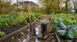Potager : cette erreur après la première pluie d’automne ruine votre sol et vos récoltes pendant des mois
