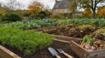 Potager d’automne : ne rangez surtout pas vos outils avant d’avoir planté ces 3 légumes faciles pour Noël