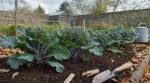 Potager d&rsquo;hiver : ce plant de chou pris d&rsquo;assaut en jardinerie doit être planté maintenant, évitez cette erreur