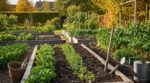Potager en août : ne rangez surtout pas vos graines, ces 4 légumes prolongent vos récoltes jusqu&rsquo;en novembre