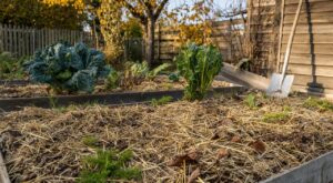 Potager : en octobre, ne bêchez plus, voici le rituel discret qui rend votre sol méconnaissable au printemps